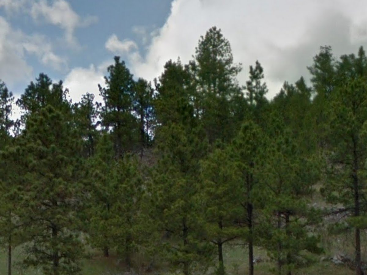 Black Hills National Forest Sign