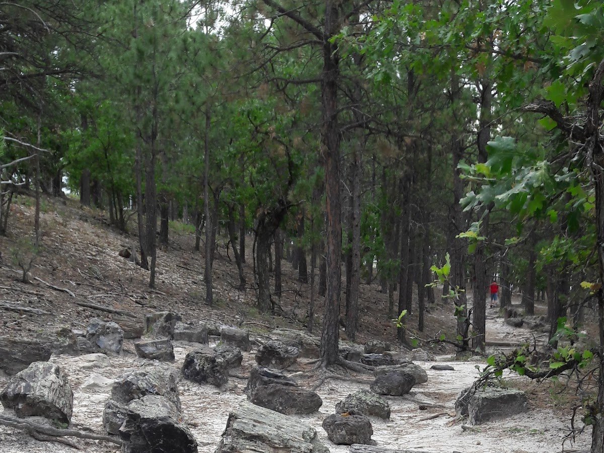 Black Hills Petrified Forest photo 1