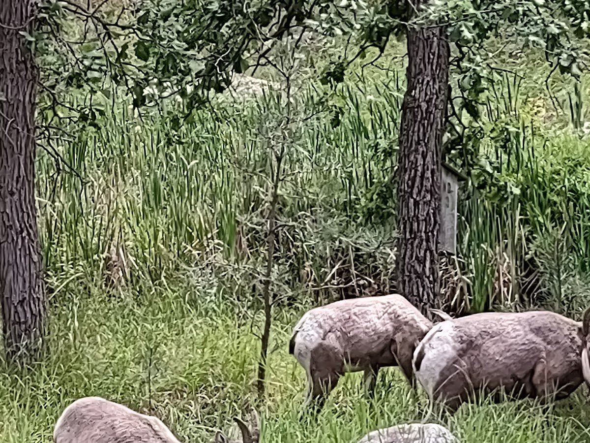 Custer State Park - Norbeck Wildlife Preserve