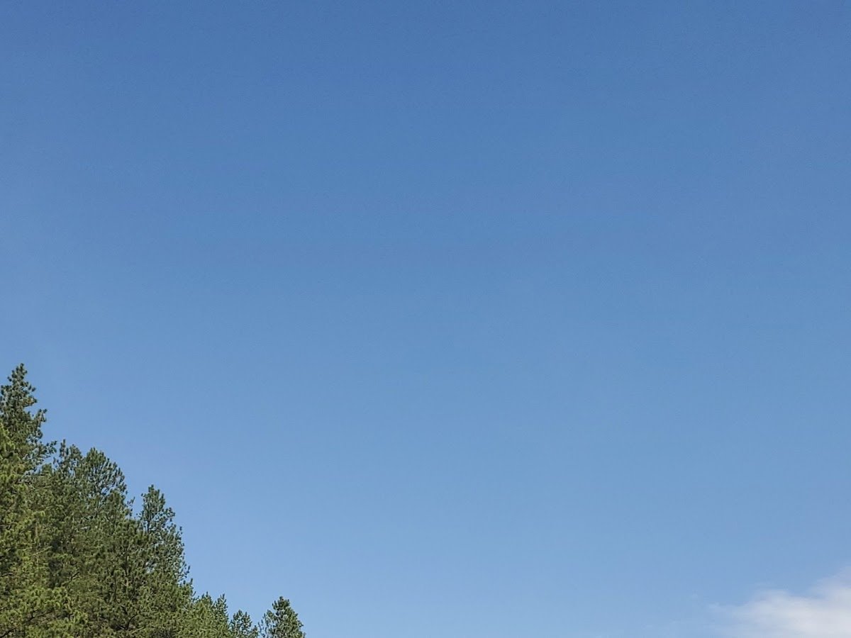 Deer Field Trail #40