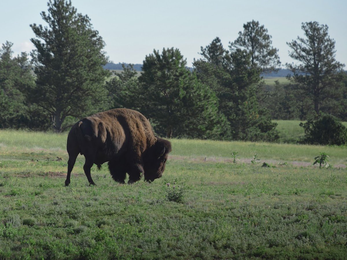 East Bison Flats Trail