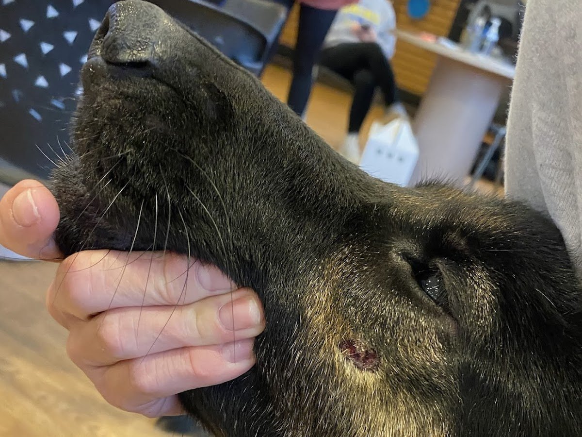 Hidden Paradise Pet Resort