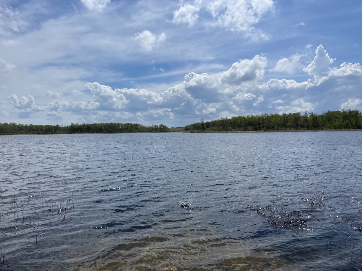 Homen State Forest