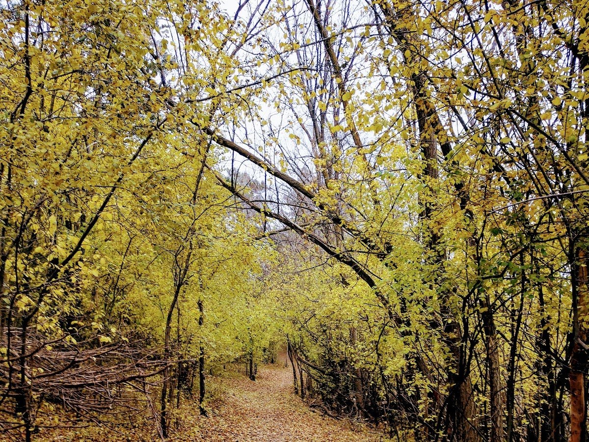 Kiwanis Woodlot Park