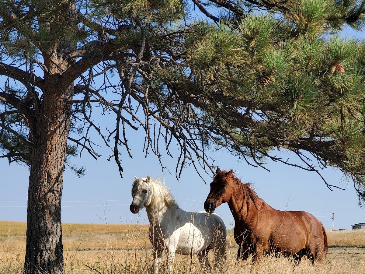 Kola camp ground and trail rides