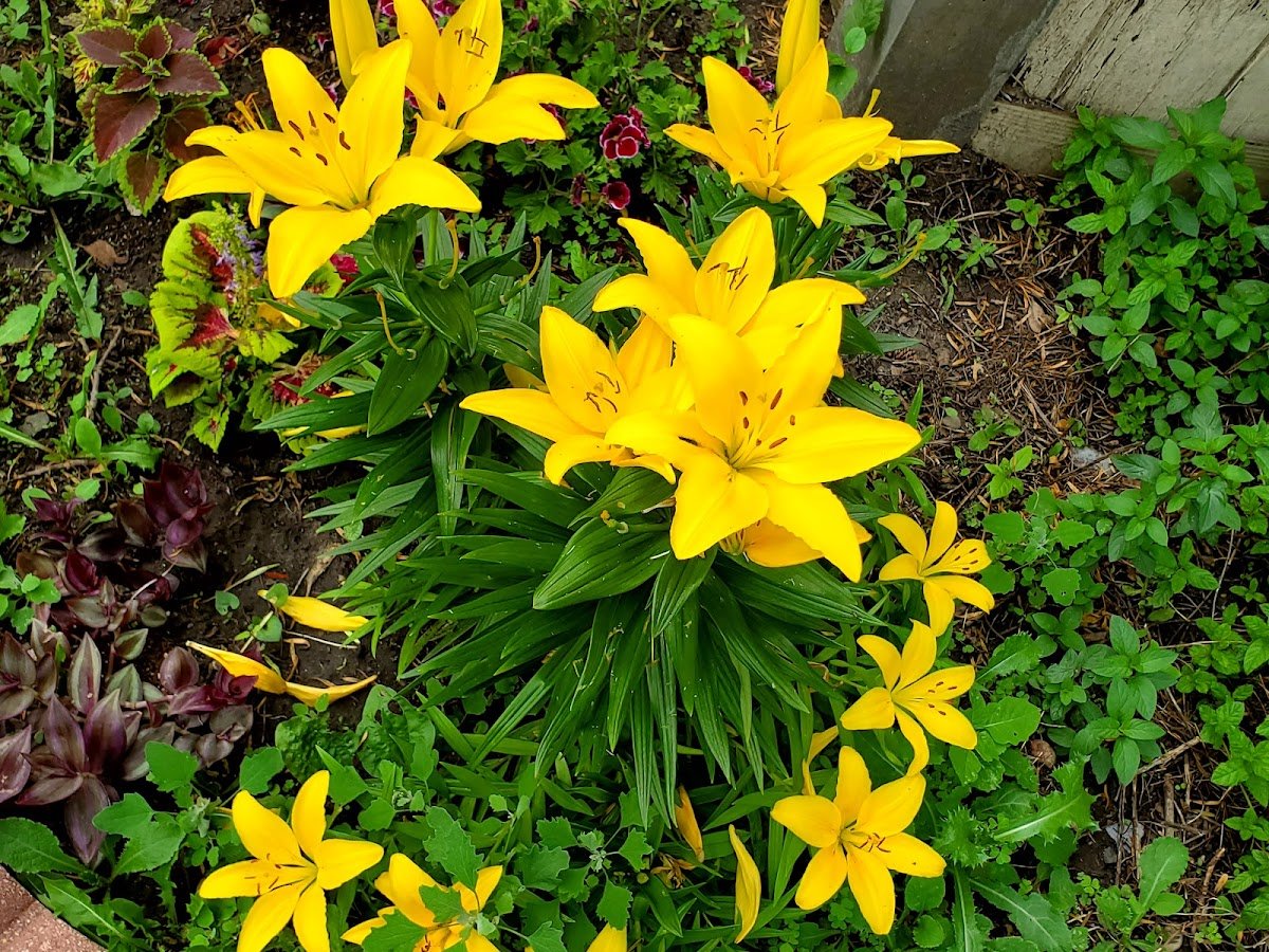 Meadowlark Community