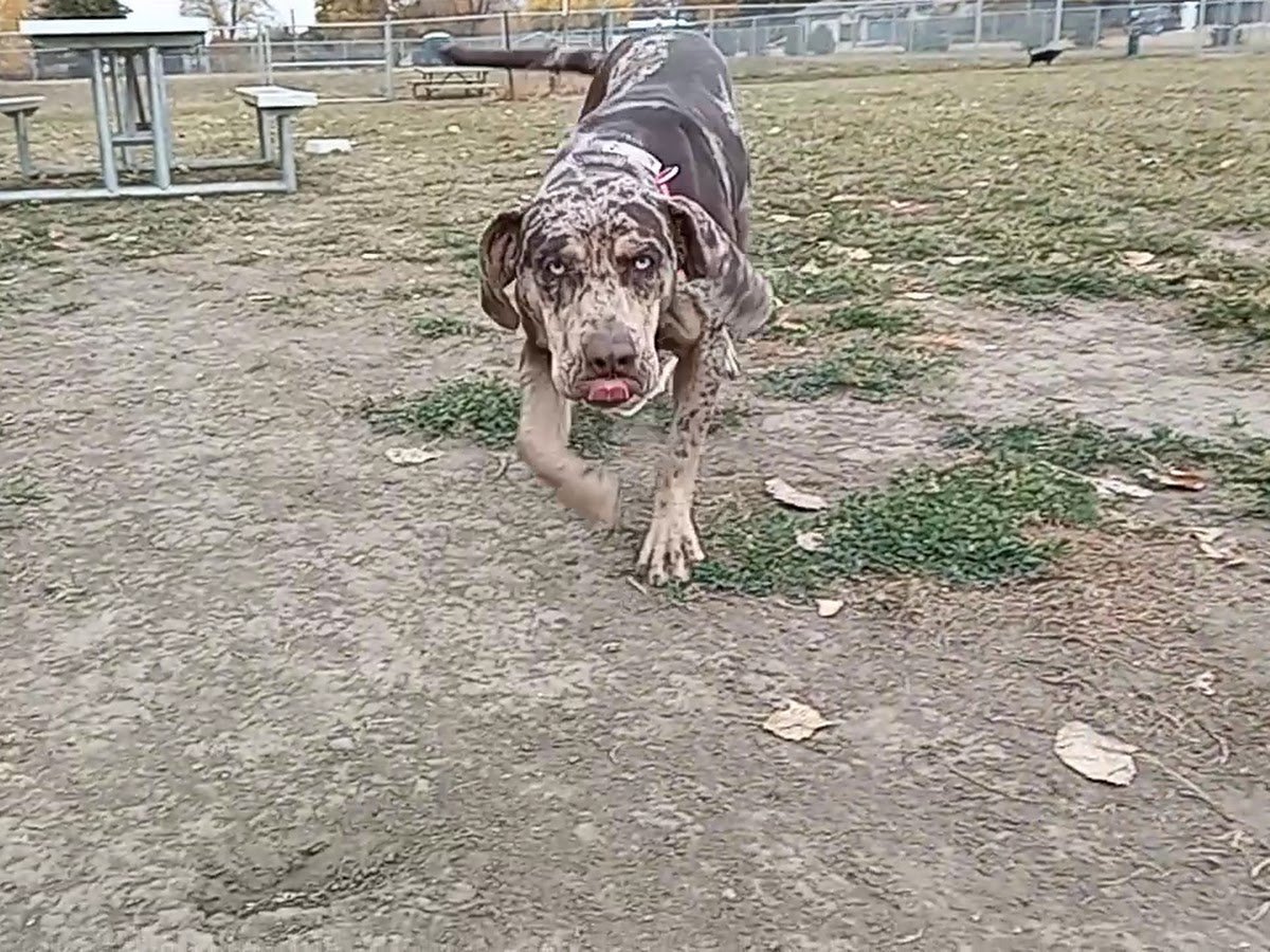 Pierre Community Dog Park