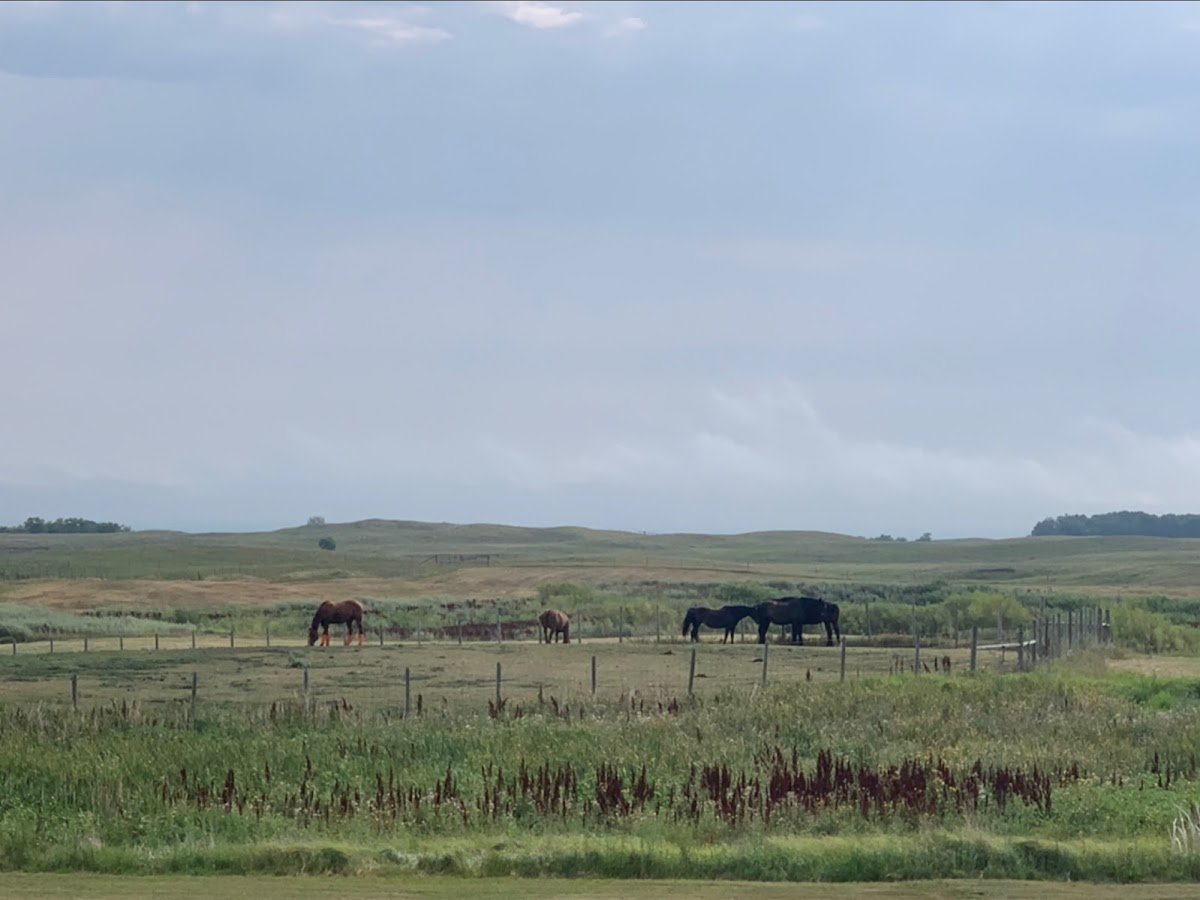 Prairie Sky Guest & Game Ranch photo 1