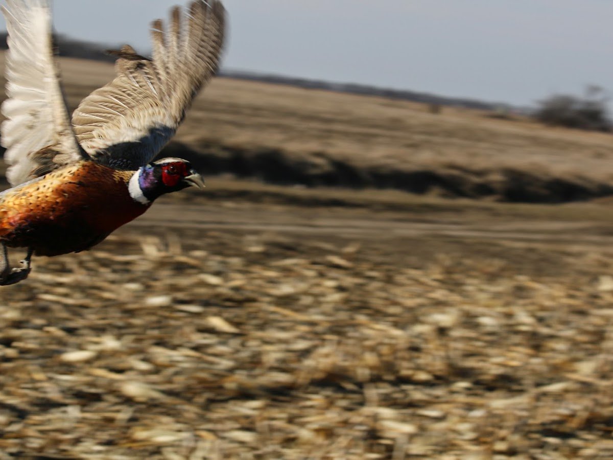 Royal Flush Hunting Lodge