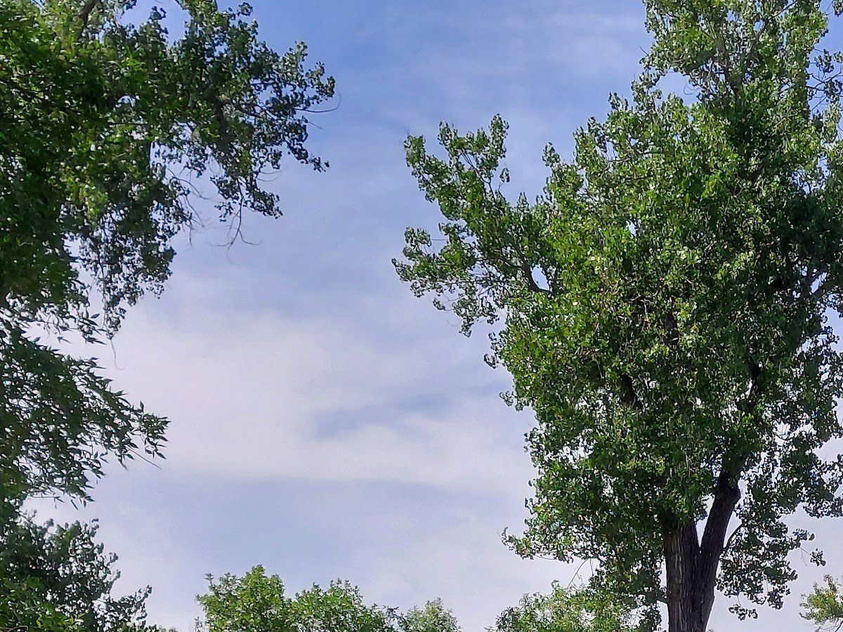 Sibley Pea Green Playground