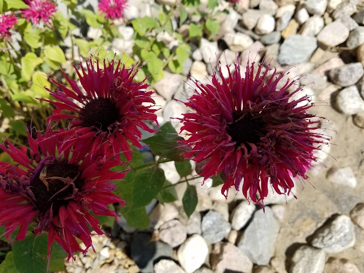 US Forest Services Ranger