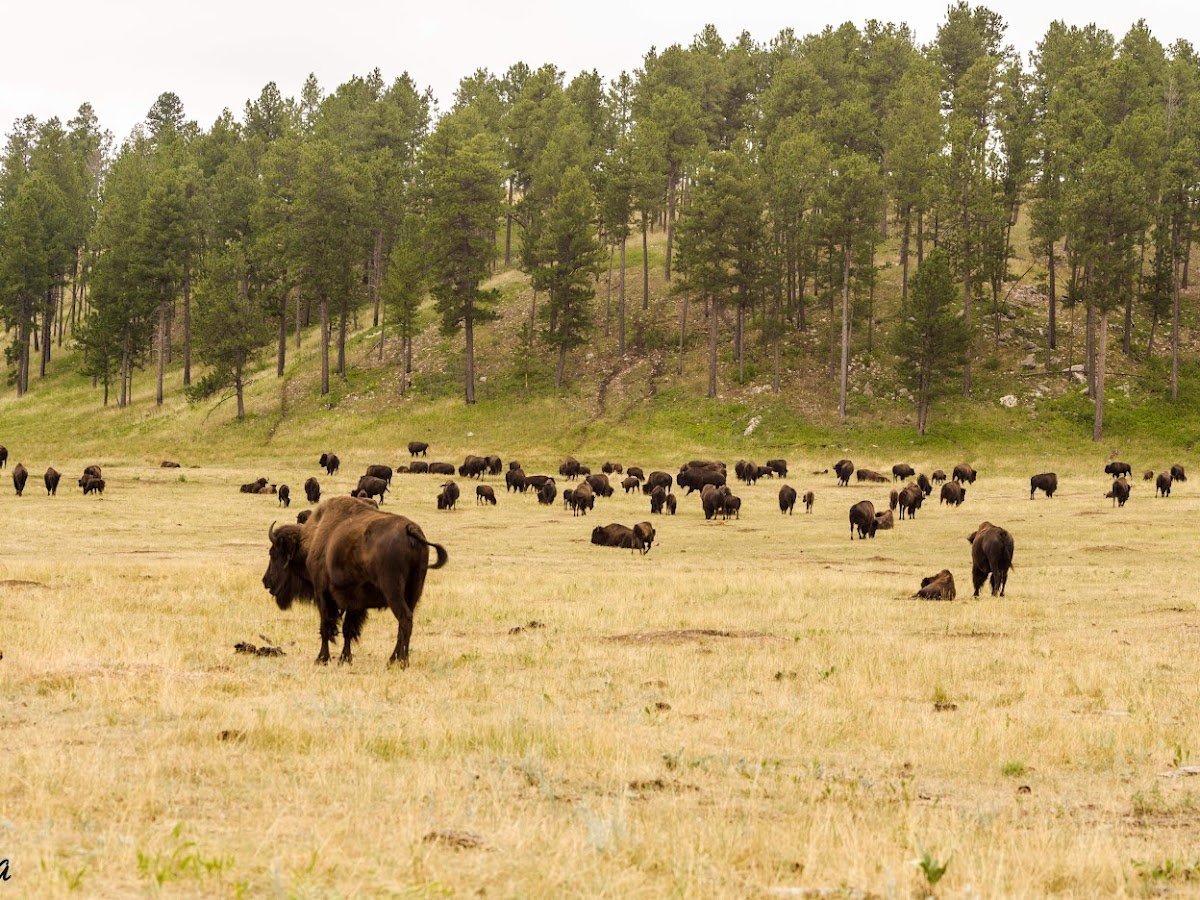 West Entrance Station (Custer State Park)